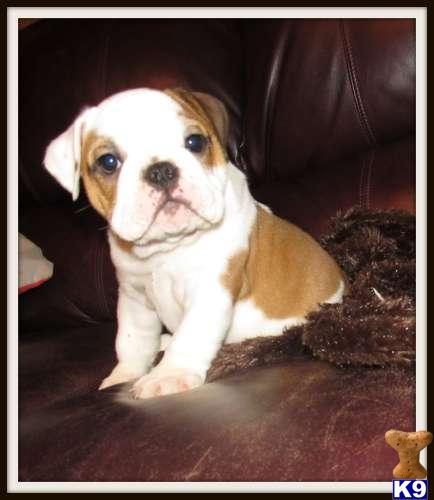 English Bulldog Puppies in FL